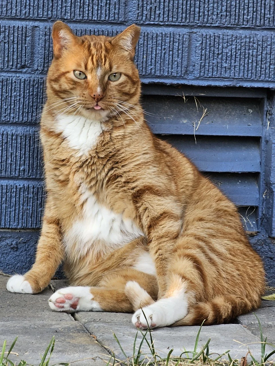 Guy the orange cat sitting with his tongue peeking out