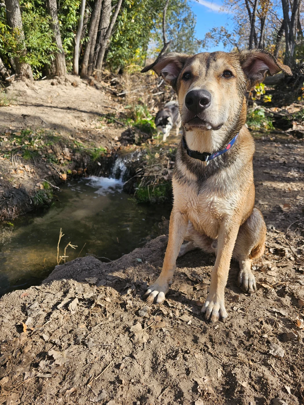 Landy beside a creek on an outdoor adventure