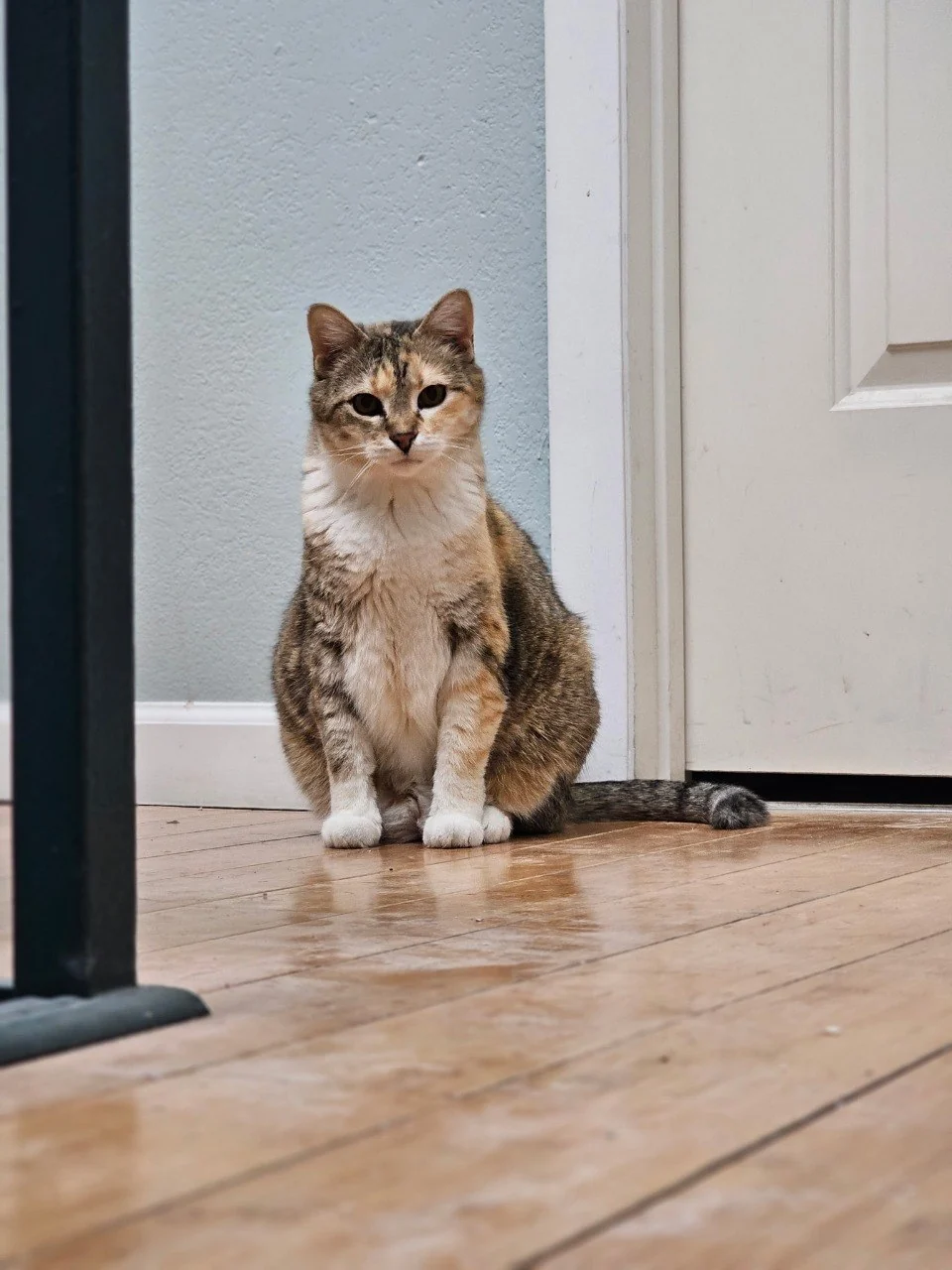 Maggie the calico cat sitting attentively