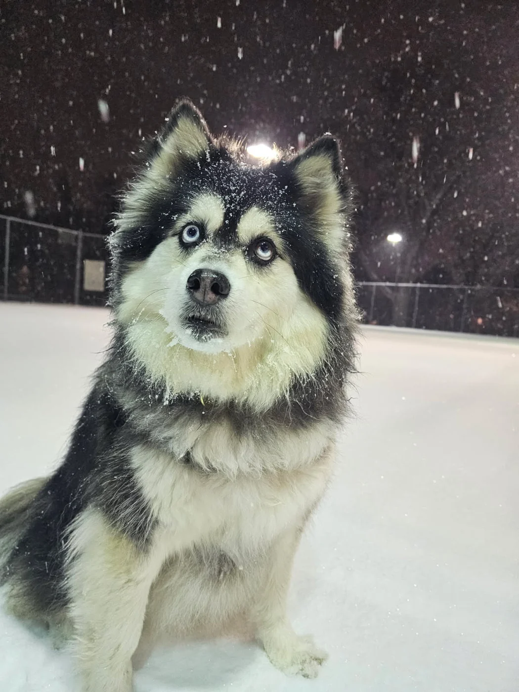 Mila the husky sitting in falling snow