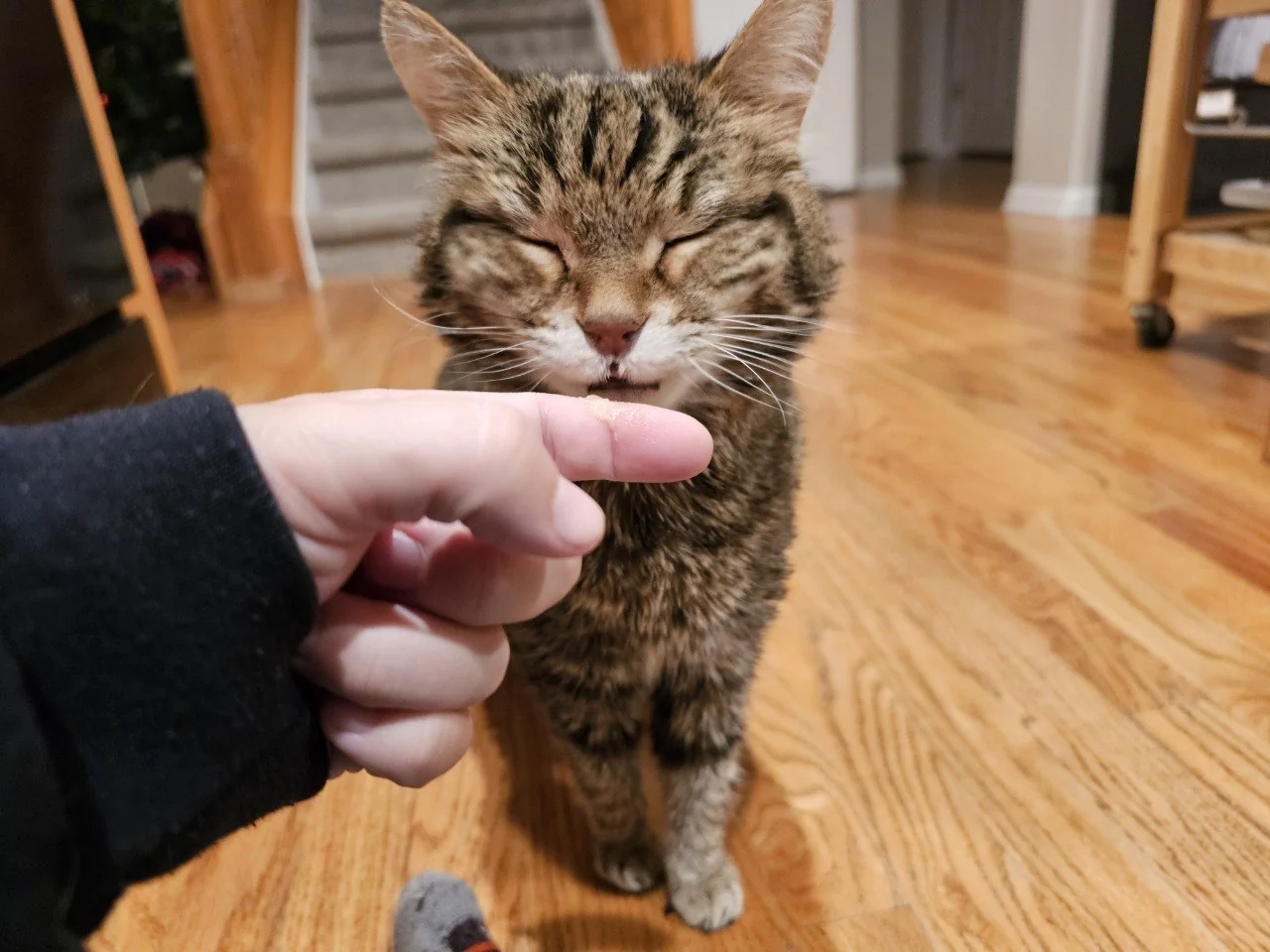 Millie enjoying a gentle treat interaction