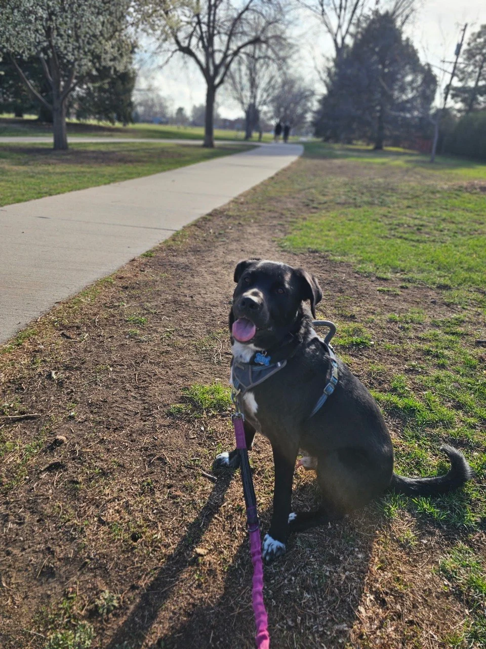 Rudy sitting happily during a park walk
