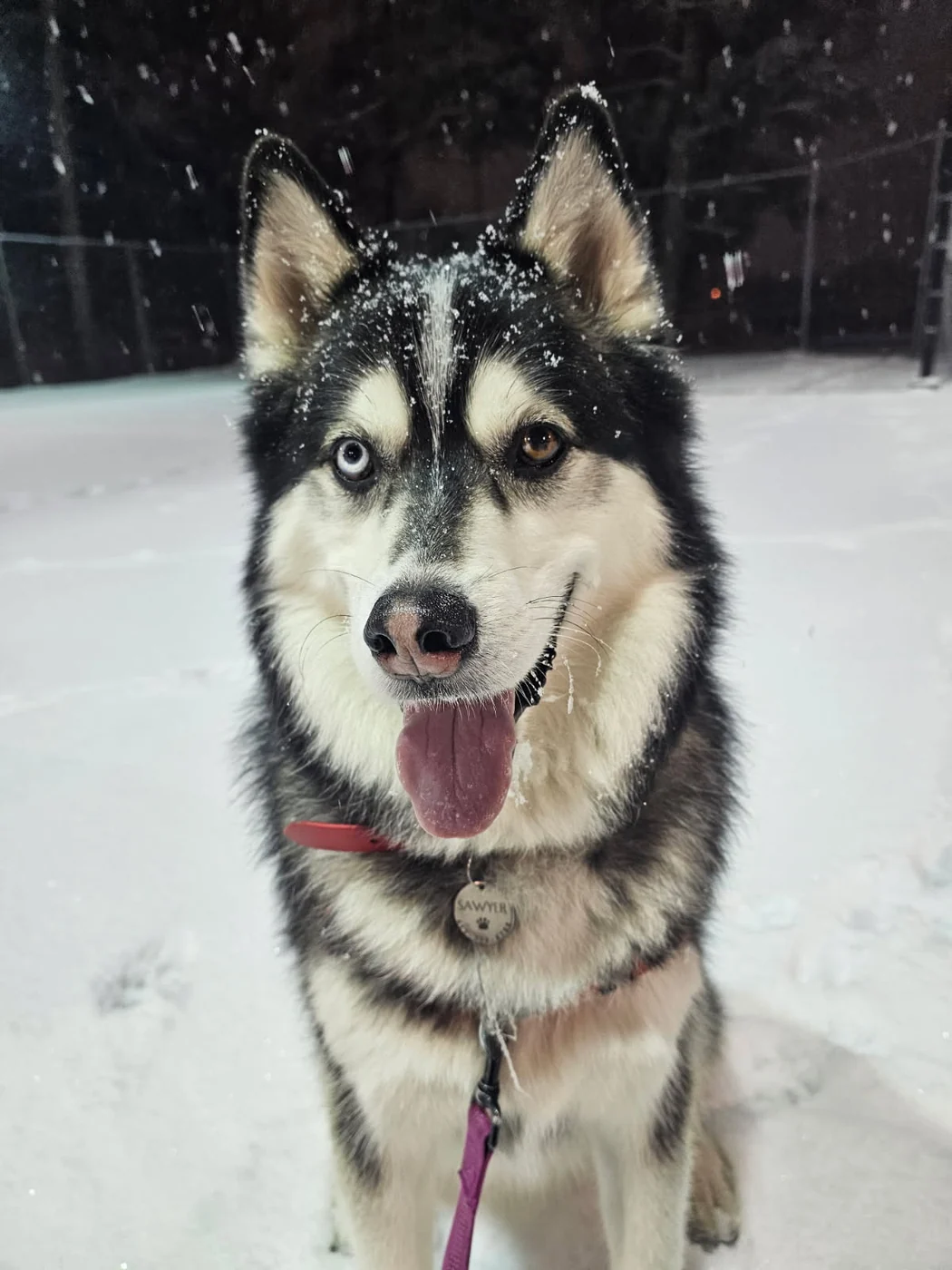 Sawyer the husky smiling in the snow