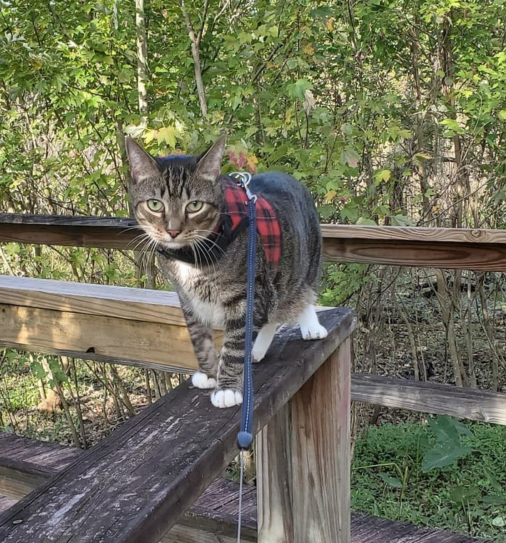 Rascal exploring the trail