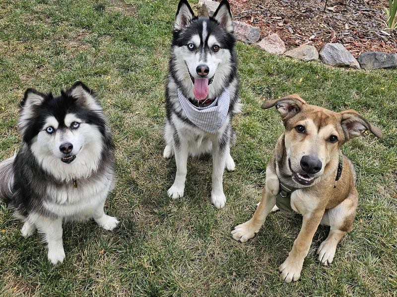 Mila, Sawyer, and Landy posing together