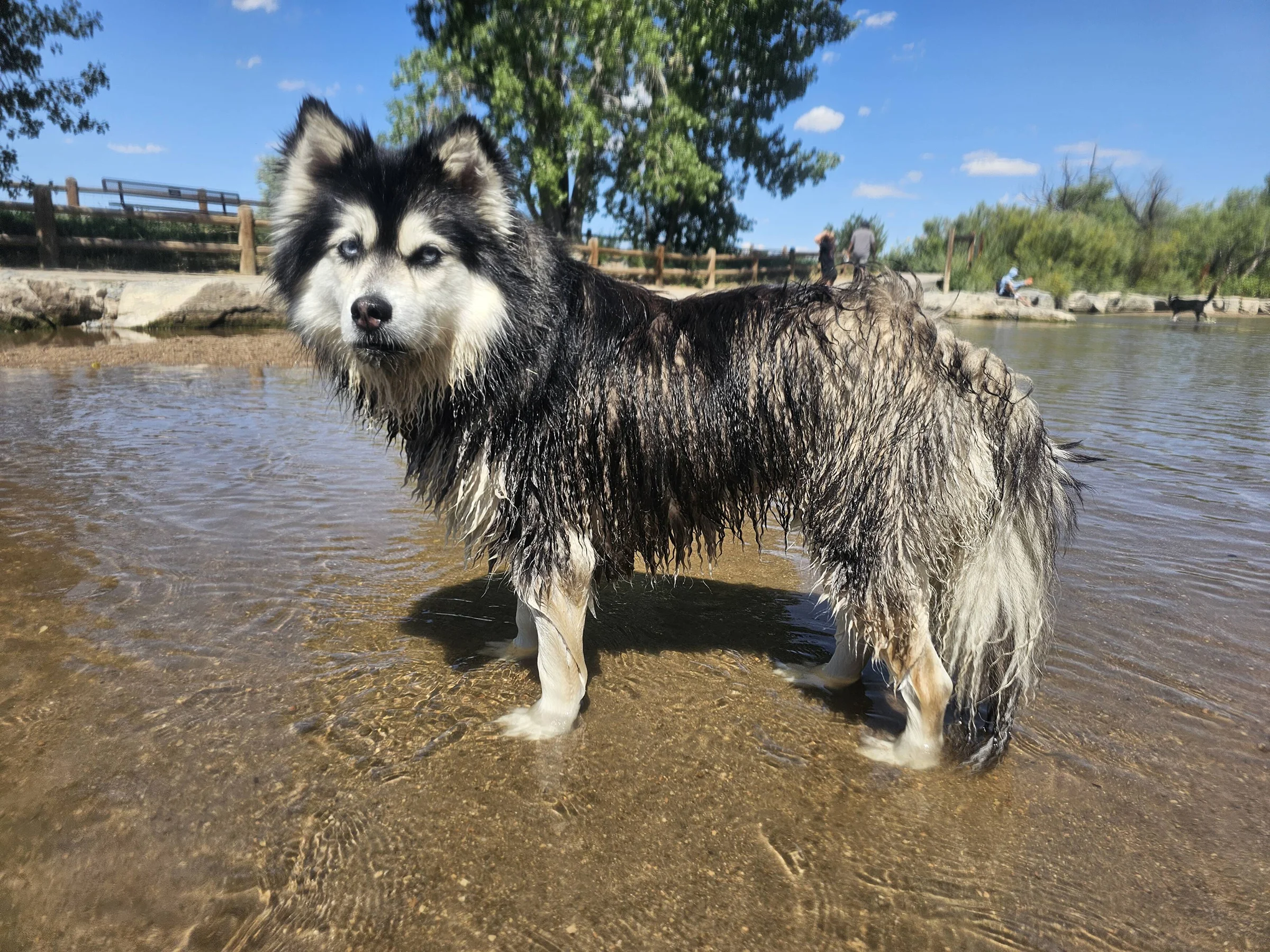 Mila cooling off in the water