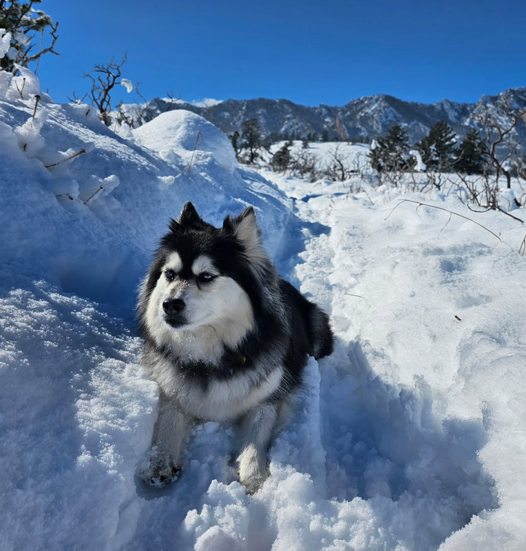 Mila exploring a snowy mountain trail