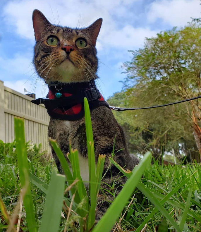Rascal taking in the view