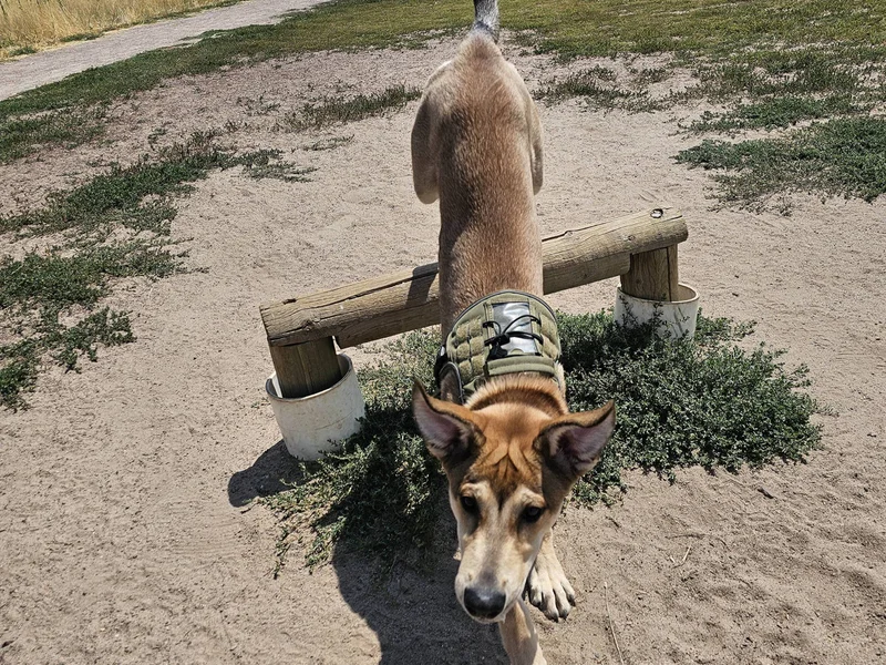 Landy conquering the agility course