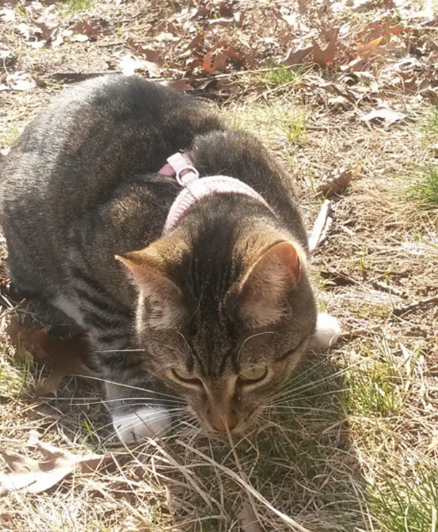 Bella exploring the grass