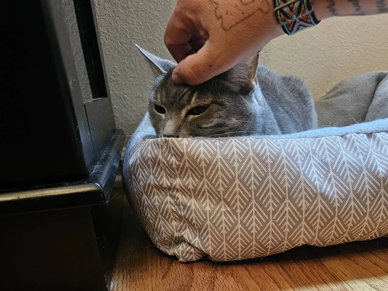 Little Lady enjoying gentle affection
