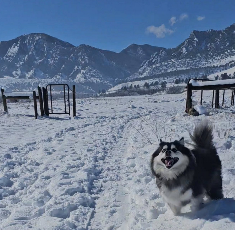 Mila having the best time in the snow