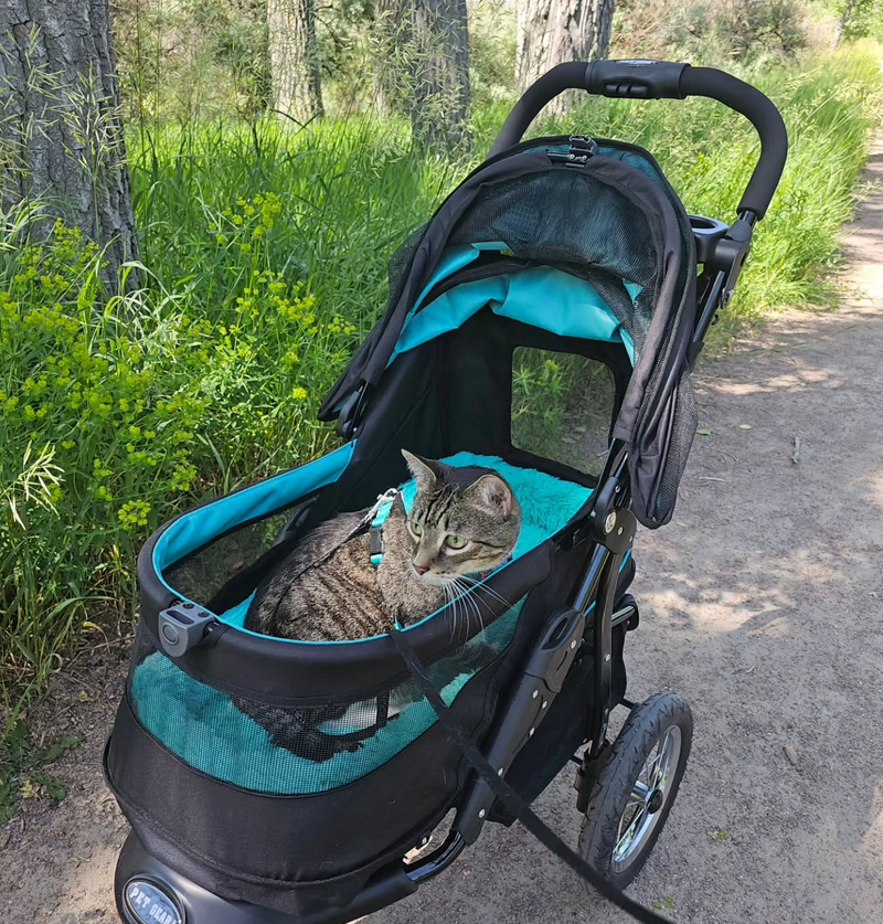 Rascal riding in his adventure stroller
