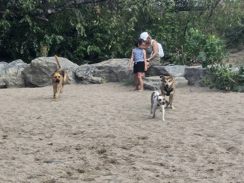Landy playing with some new friends at Cherry Creek Dog Park