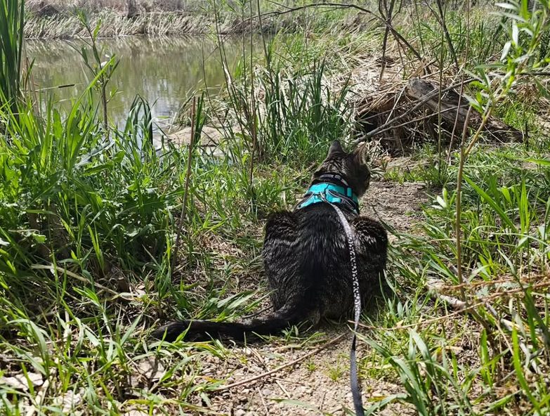 Rascal watching the water on an adventure