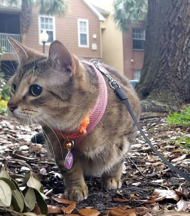 Pumpkin exploring outside