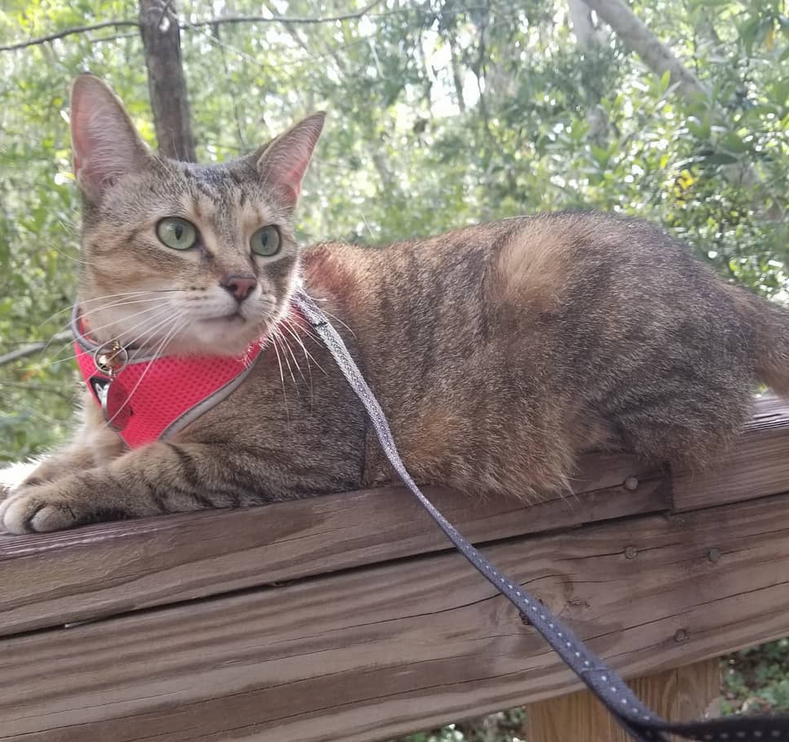Pumpkin relaxing on the railing