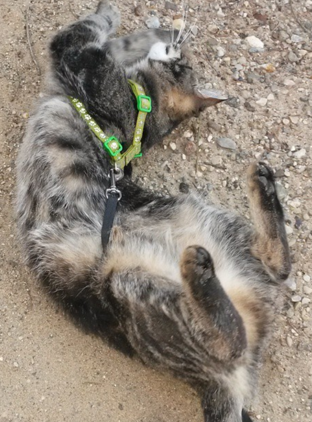 Izzy rolling around on an outdoor adventure