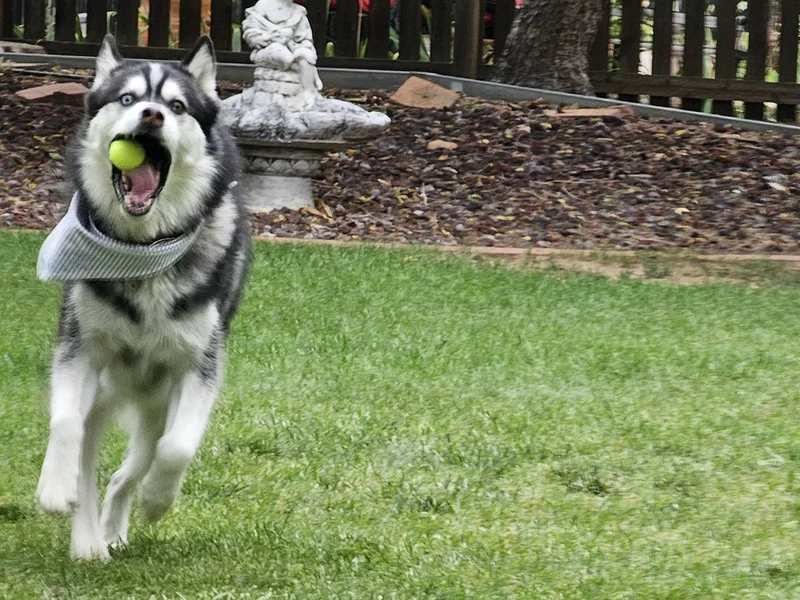 Sawyer showing off his ball-catching skills