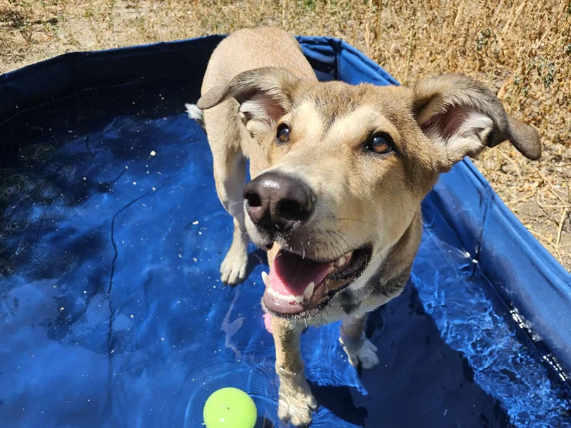 Landy cooling off in the pool