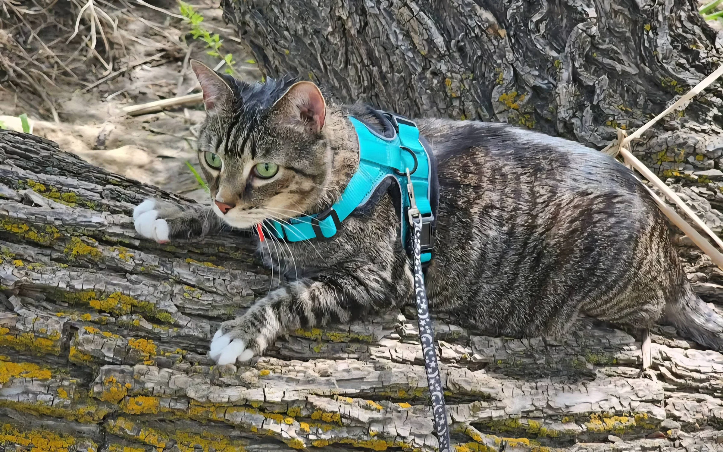 A tabby cat exploring outdoors in a bright blue harness