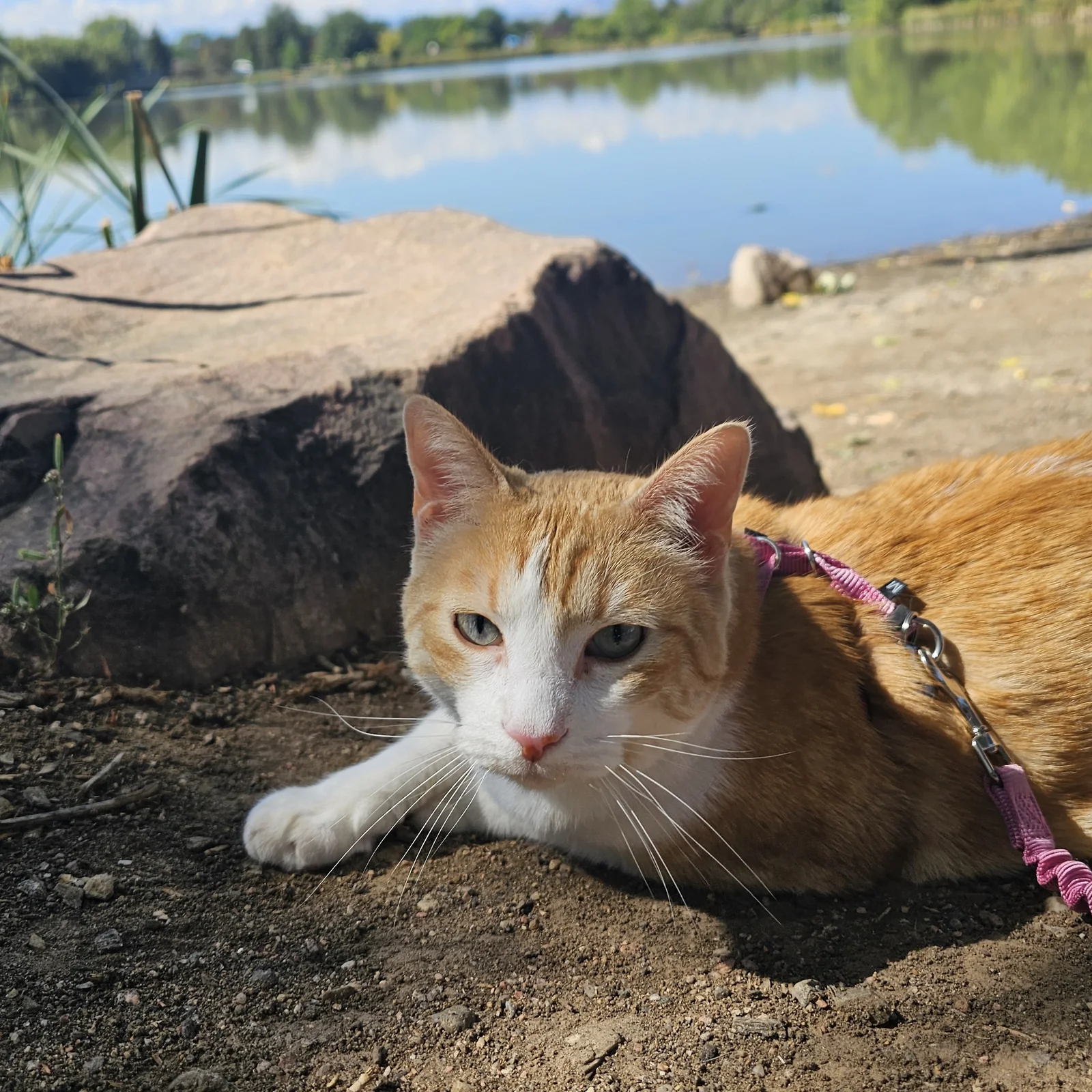 Alicia walking Gus during his outdoor cat adventure