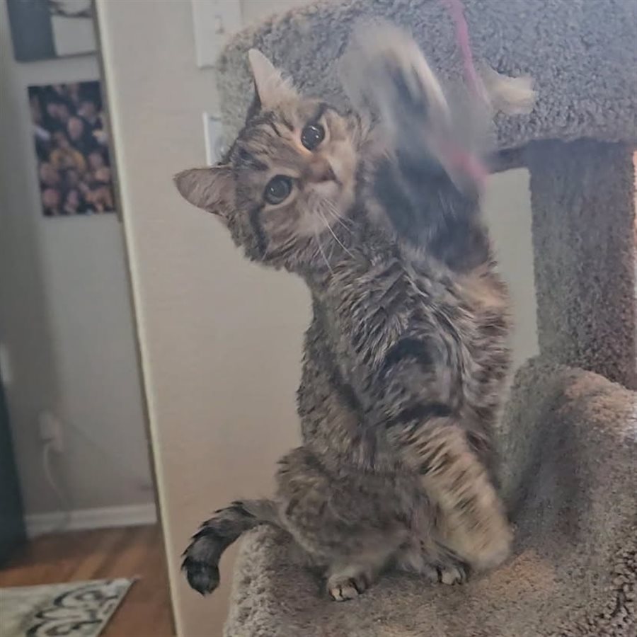A playful tabby cat reaching for a toy on a cat tree
