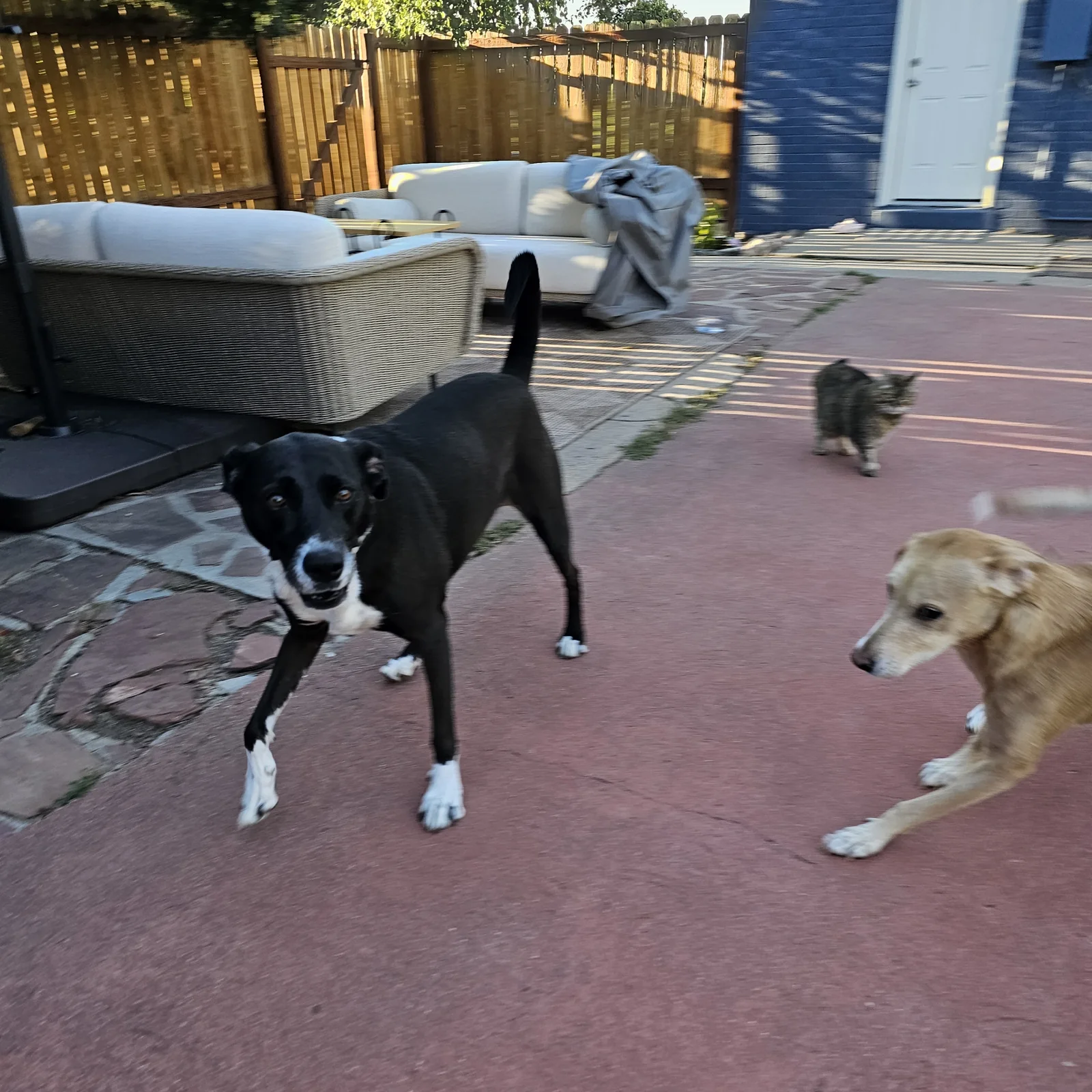 Two dogs enjoying attentive care during a daily visit