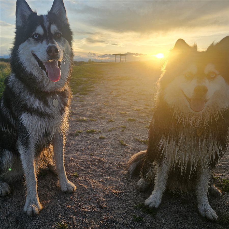 Two huskies enjoying a dog park at sunset