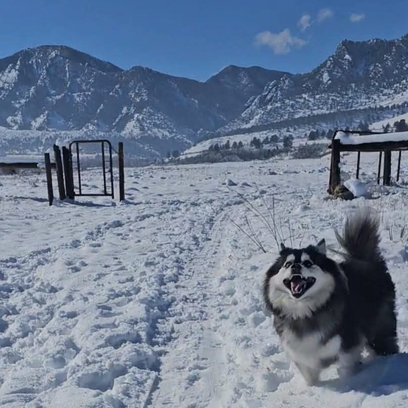 Mila enjoying a snowy mountain hike adventure
