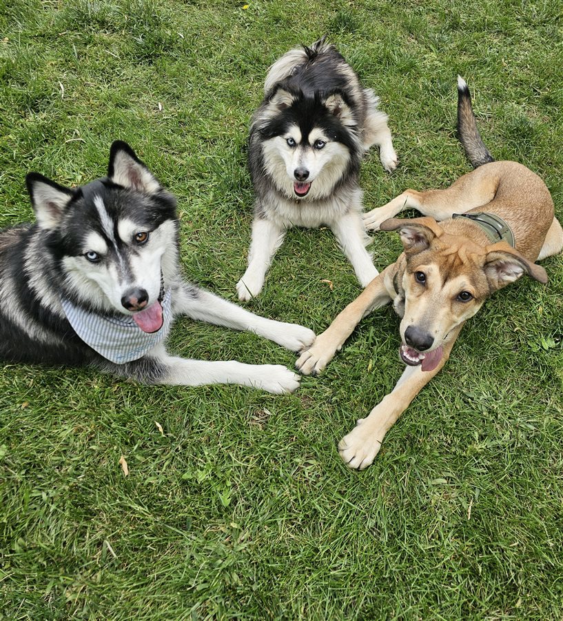 Three happy dogs relaxing together in a grassy SniffSpot